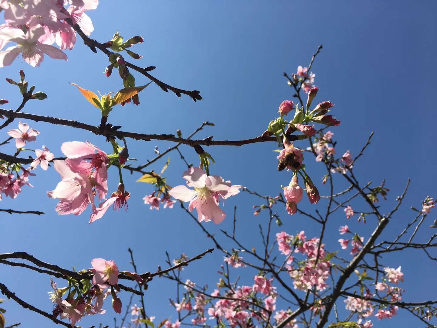 花开的季节