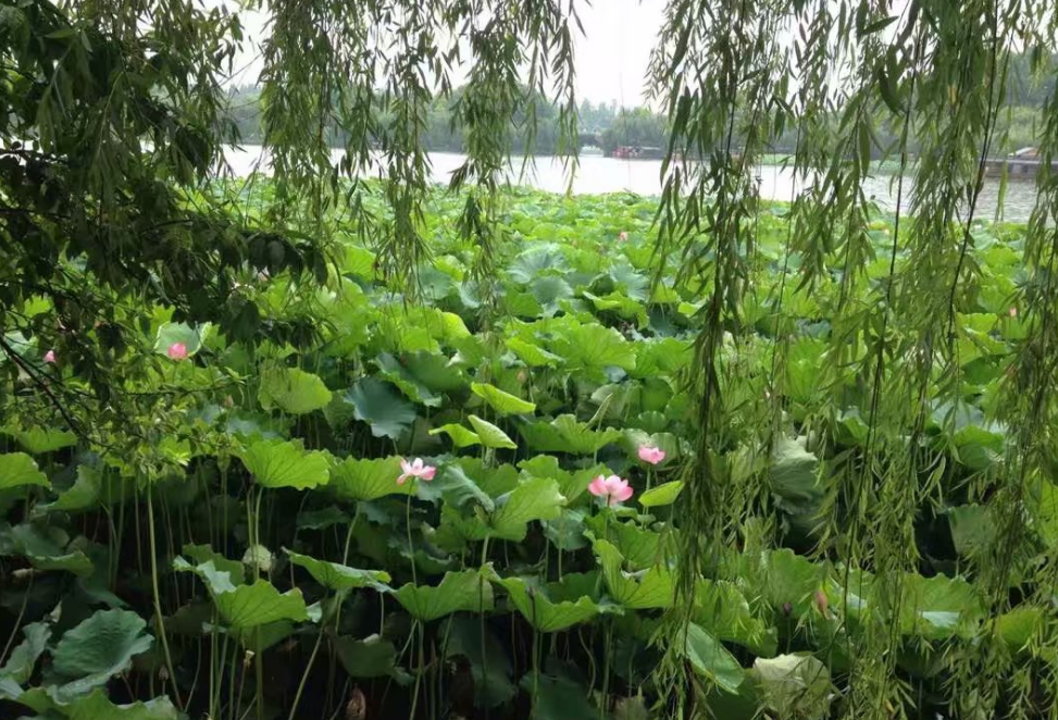 夏日荷塘