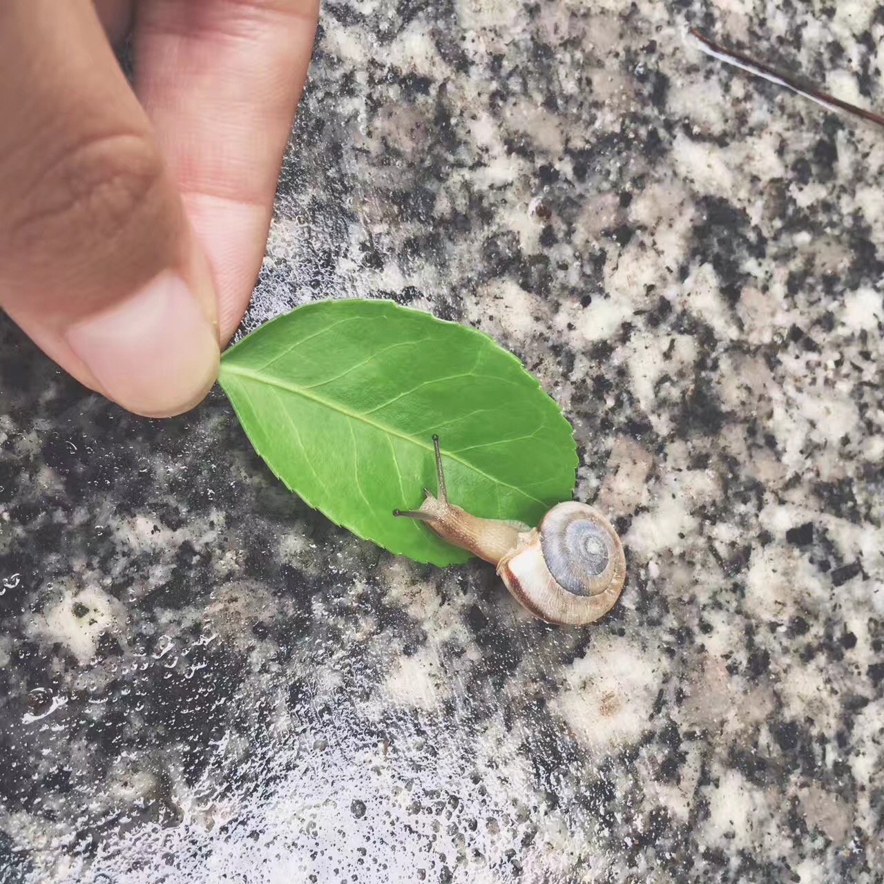 一只需要帮助的小蜗牛