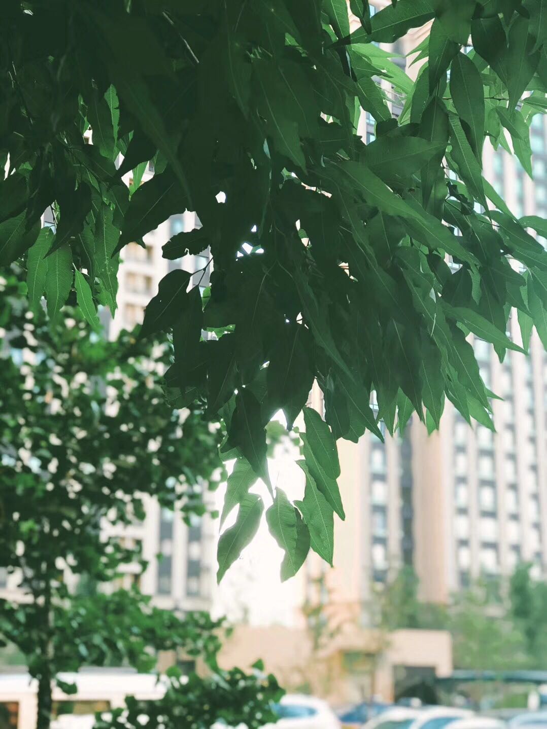 早安