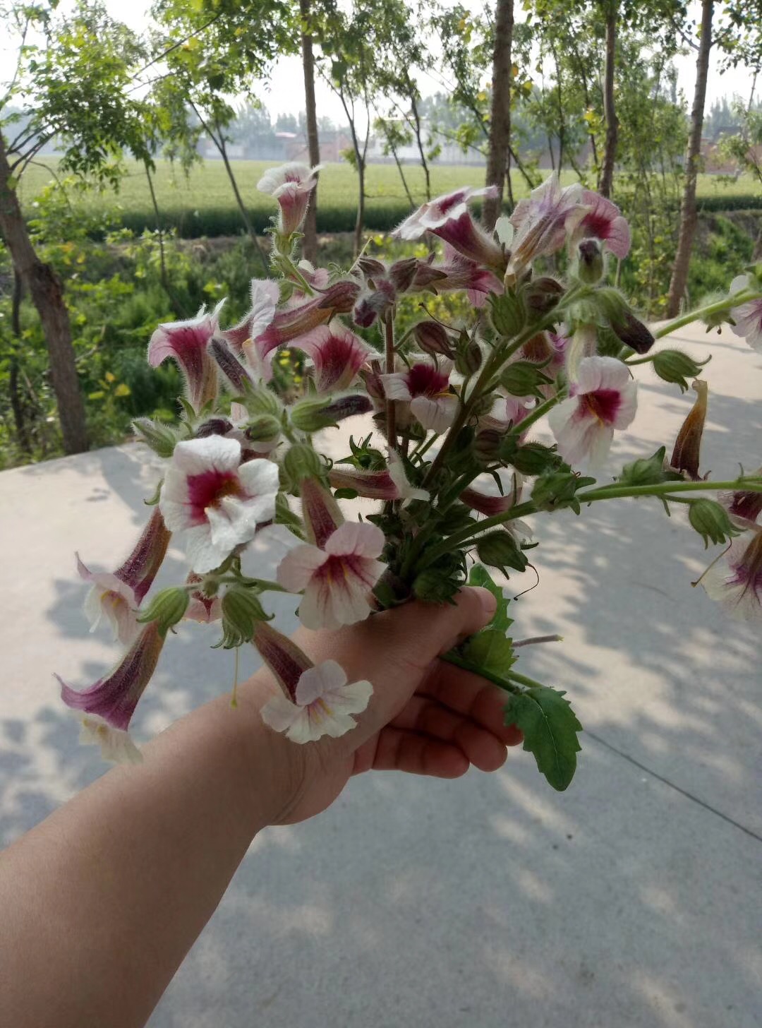 儿时的记忆